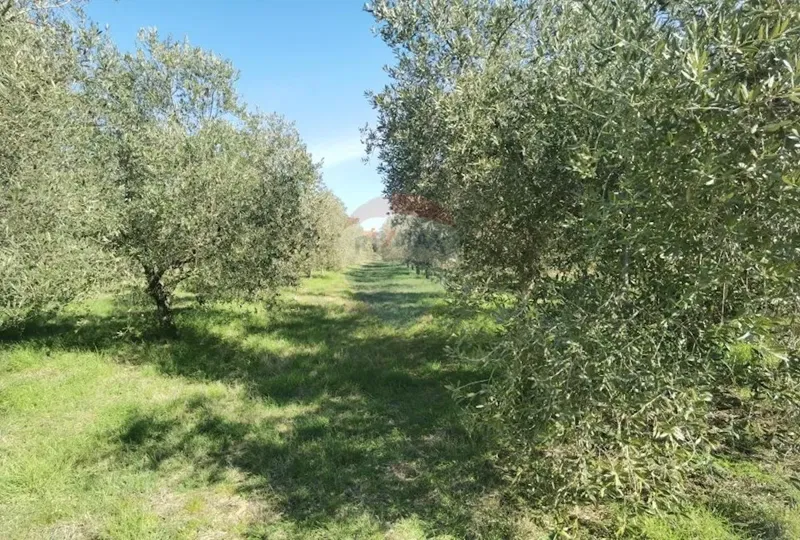Terreno non edificabile Galižana, Vodnjan, 3.622m2 – 3