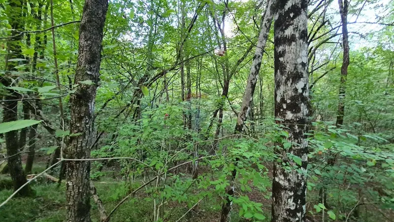 Terreno non edificabile Zvoneća, Matulji, 2.720m2 – 3