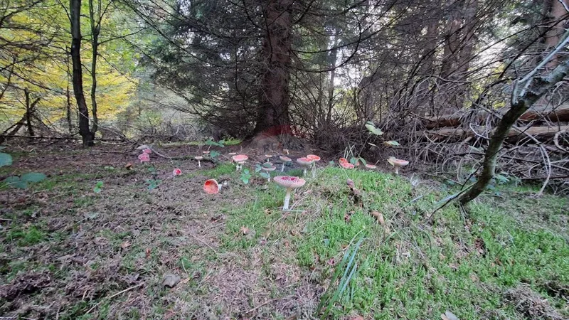 Non-structural plot Gomirje, Vrbovsko, 5.222m2 – 3