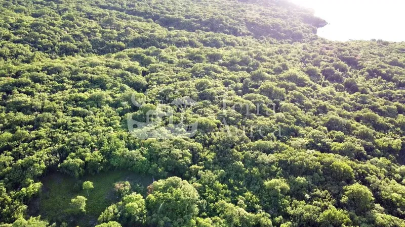 Foresta vicino al mare, Milohnici, isola di Krk – 2