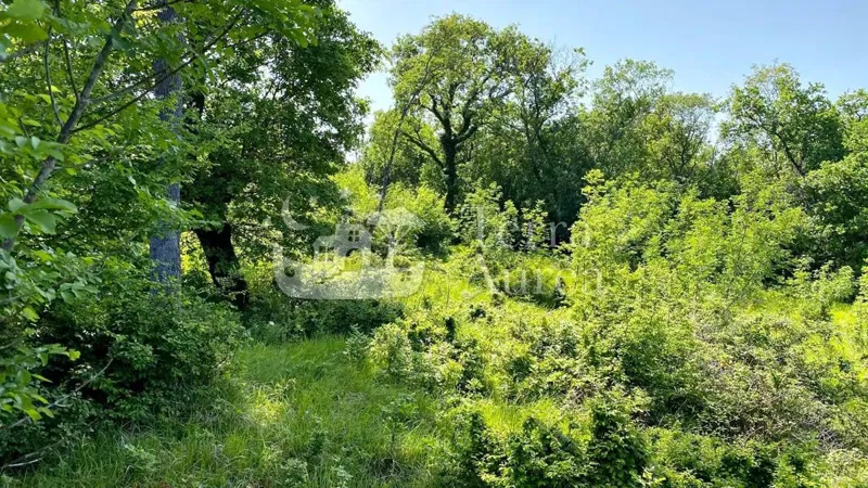 Foresta vicino al mare, Milohnici, isola di Krk – 3
