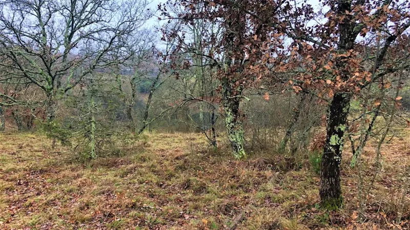 Building plot Makovci, Grožnjan, 3.654m2 – 3