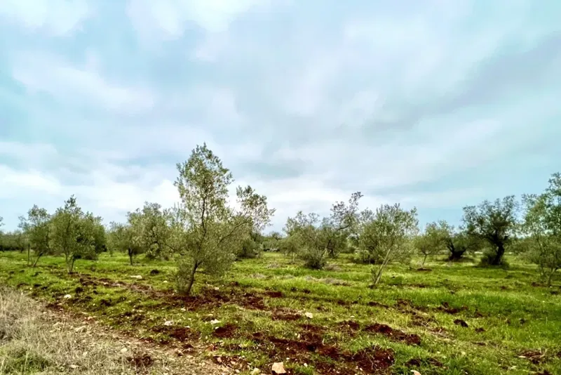 Terreno agricolo con 140 ulivi, uliveto, Istria, Croazia – 2
