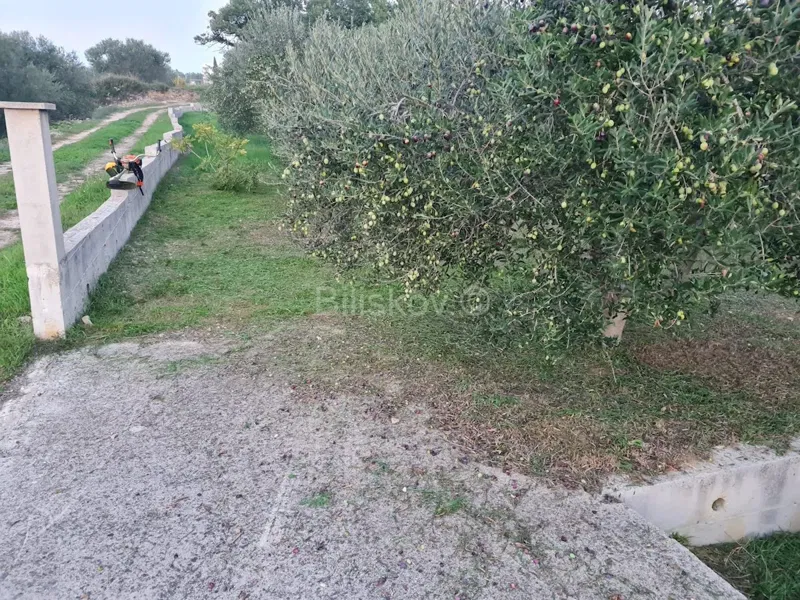 For sale, Kožino, agricultural land, olive grove – 2