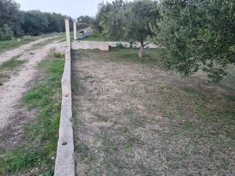 For sale, Kožino, agricultural land, olive grove – 3