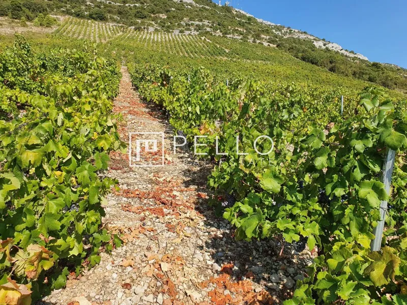 Vineyard with plantations of Plavac mali and olive grove on Pelješac (Kuna) – 2
