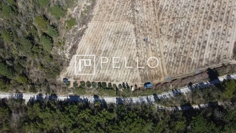 Vineyard with plantations of Plavac mali and olive grove on Pelješac (Kuna) – 3