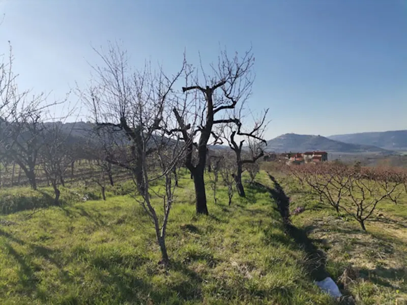 Z-622, Building land 3306m2 with a view of Motovun, for sale – 2