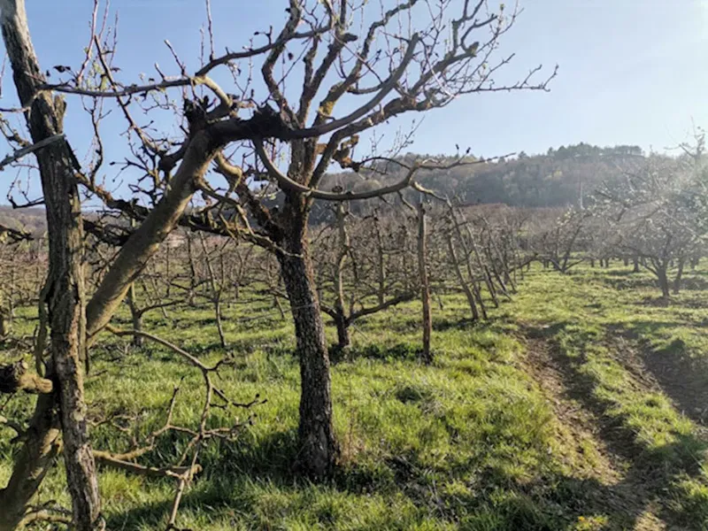 Z-622, Building land 3306m2 with a view of Motovun, for sale – 3