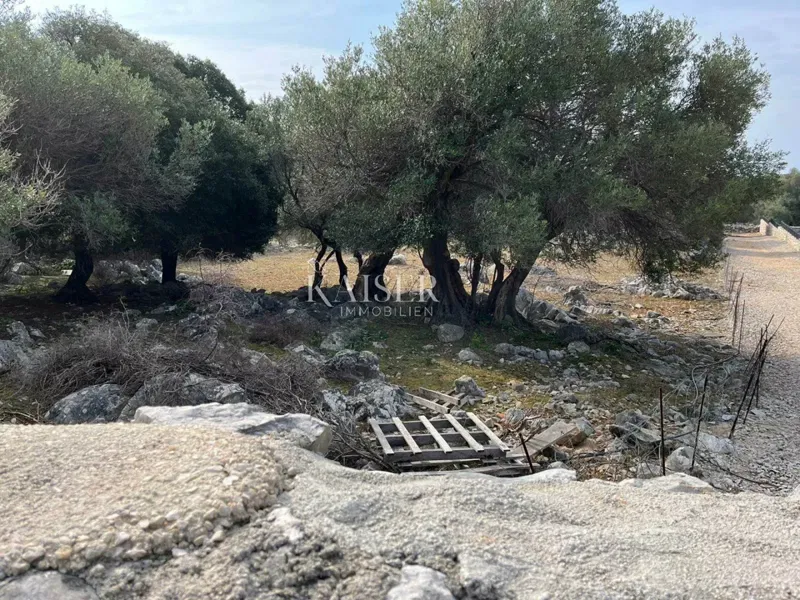 The island of Pag, Lun - a unique building plot with an olive grove – 2