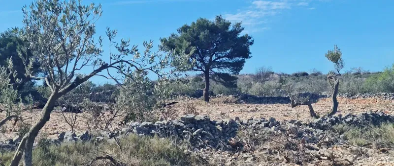 Agricultural land with sea views – 3