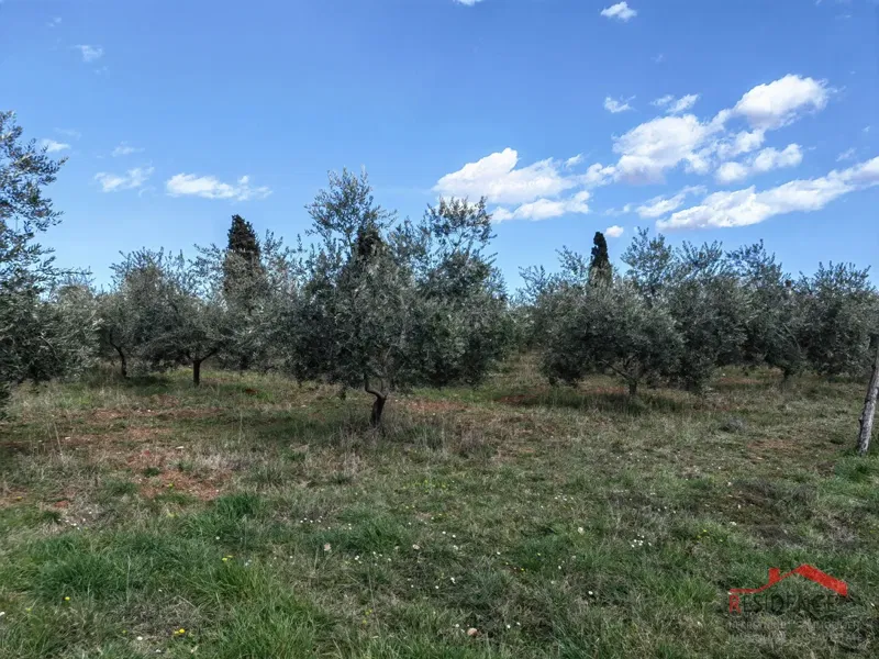 Vodnjan-Majmajola, maslinik s ruševinom i kažunom – 2