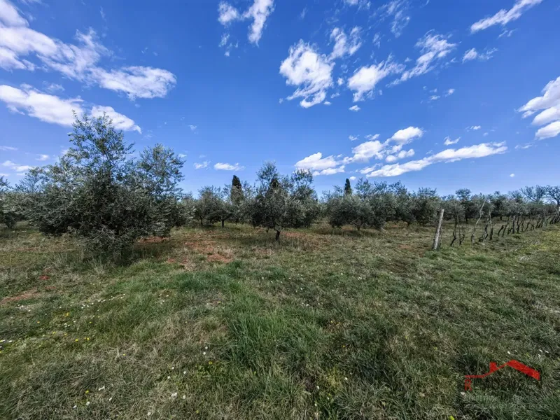 Vodnjan-Majmajola, maslinik s ruševinom i kažunom – 3