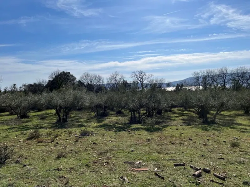 THE ISLAND OF KRK! SEMI-DETACHED STONE HOUSE AND BARN WITH OLIVE GROVE AND PANORAMIC SEA VIEW! – 2