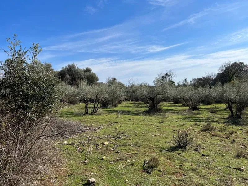 THE ISLAND OF KRK! SEMI-DETACHED STONE HOUSE AND BARN WITH OLIVE GROVE AND PANORAMIC SEA VIEW! – 3