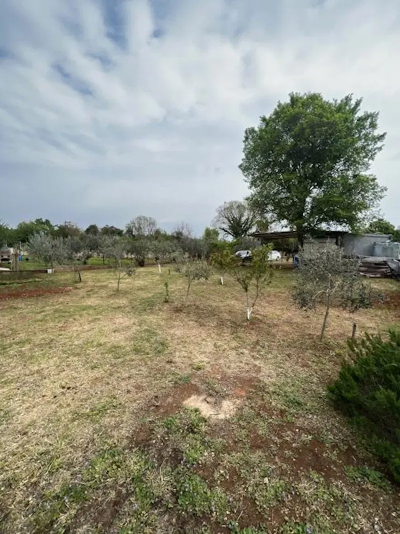 Galižana, 653 m2, 12 olive trees – 3