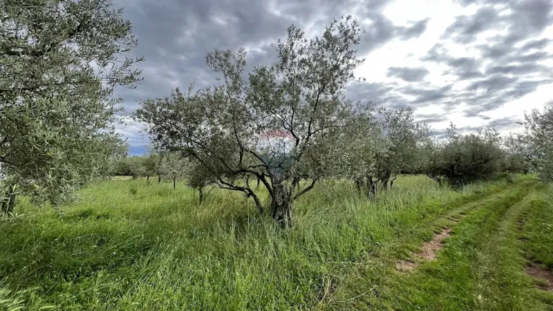 Building plot Vabriga, Tar-Vabriga, 1.377m2 – 3