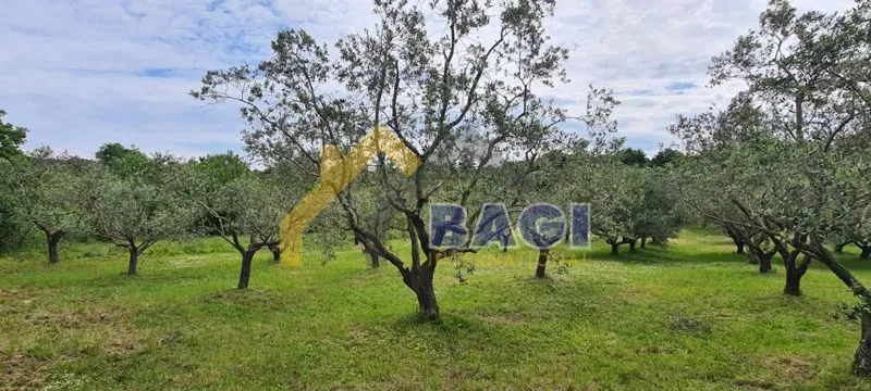 Olive grove with 76 old olive trees! – 2