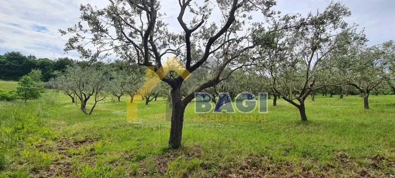 Olive grove with 76 old olive trees! – 3