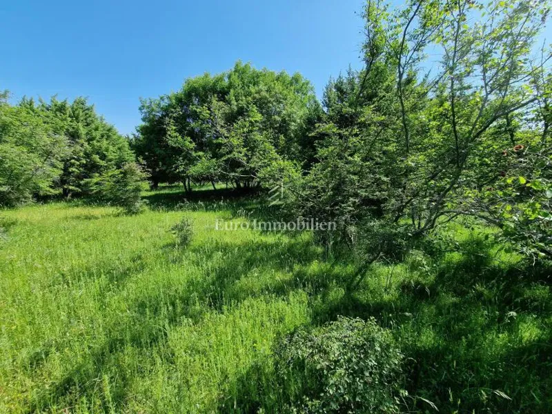 Agricultural land for an olive grove – 2