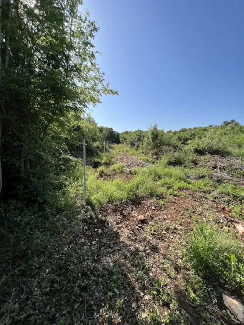 Valtura forest, 18003 m2 – 2