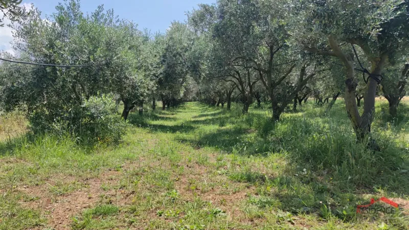 PULA- MONTE TURCO, OLIVE GROVE – 2