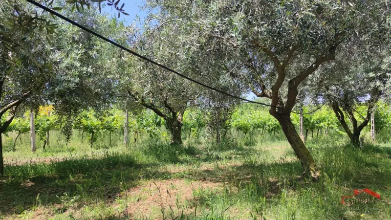 PULA- MONTE TURCO, OLIVE GROVE – 3