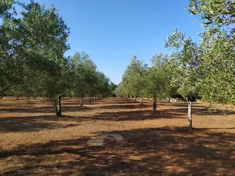 Terreni agricoli Poreč, 8841 m2 – 3