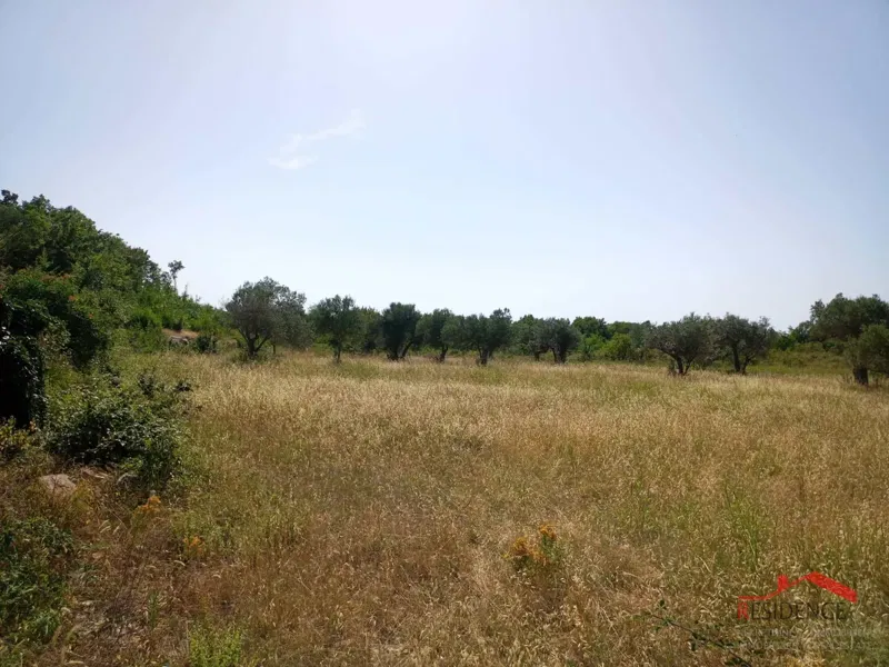Olive grove in Vodnjan-Šalvela. – 2