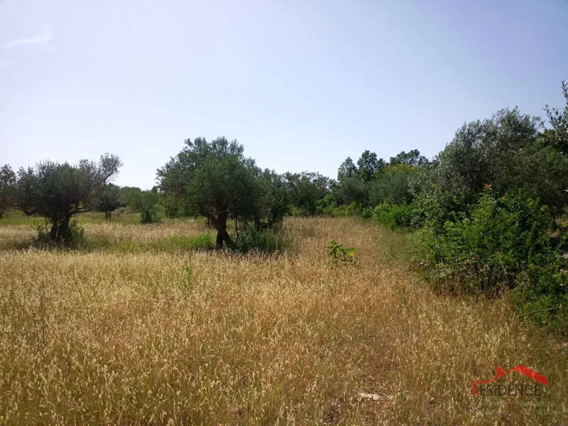 Olive grove in Vodnjan-Šalvela. – 3