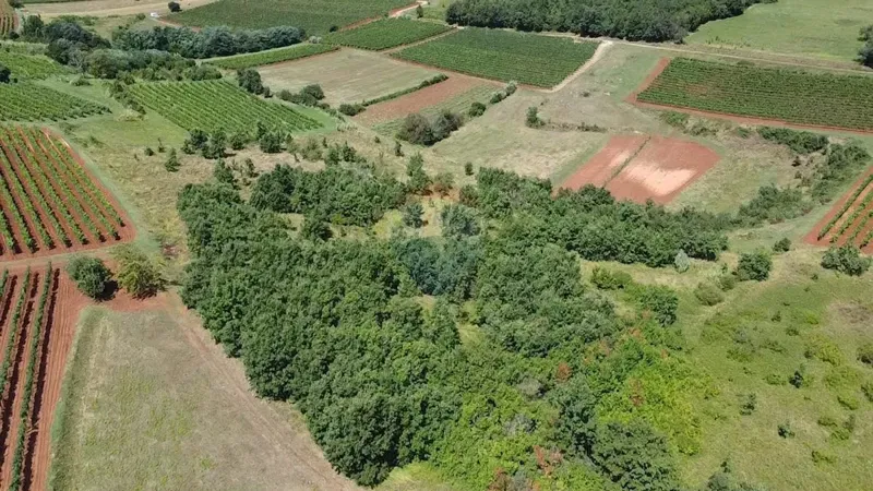 Terreno non edificabile Vižinada, 10.286m2 – 3
