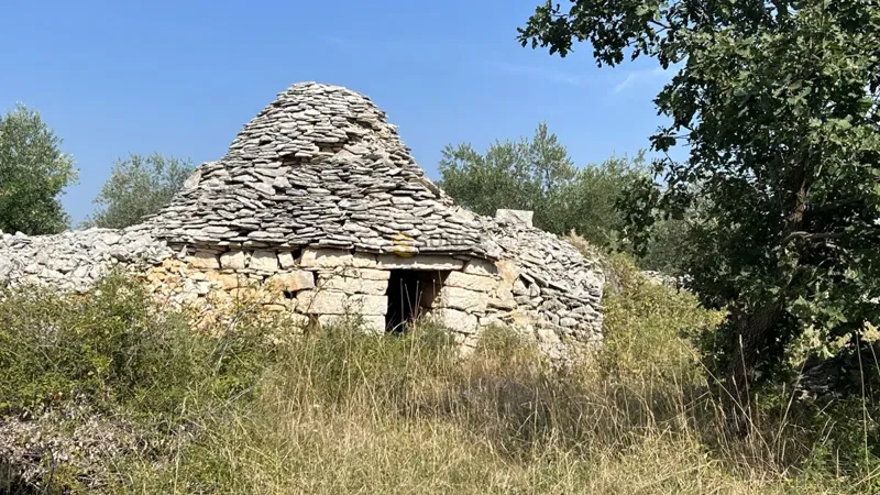 Istria, Majmajola, beautiful olive grove with 220 olive trees and 480m2 of land in the construction zone! – 2