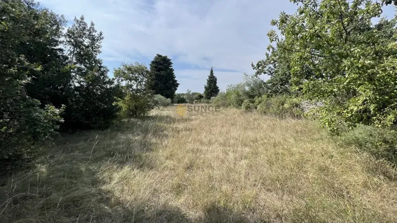 Istria, Majmajola, beautiful olive grove with 220 olive trees and 480m2 of land in the construction zone! – 3