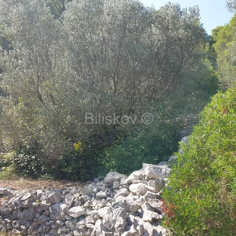 Telek Vela Luka – 3